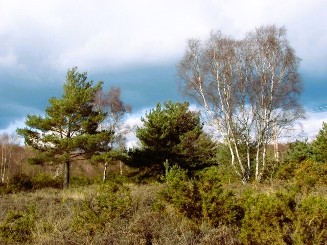 Chobham Common