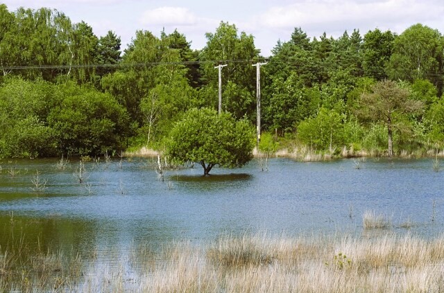 Langshot Bog, Chobham Common