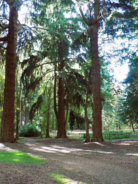 Tall trees abound throughout the walk