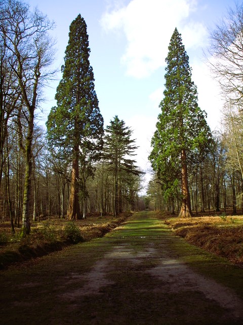 Magnificent pines of Rhinefield