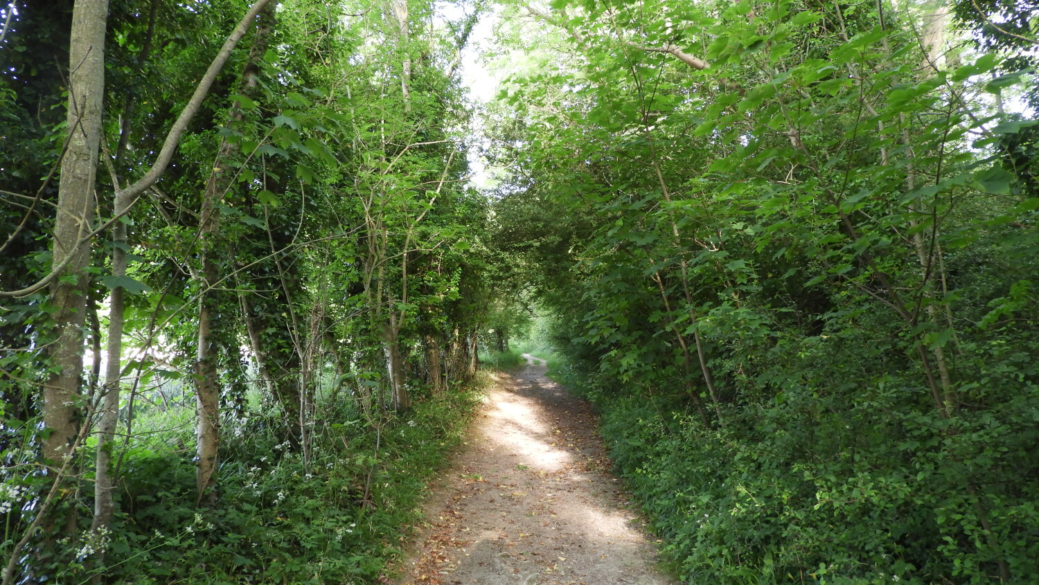 Track leading to the Downs from Charleston Farm