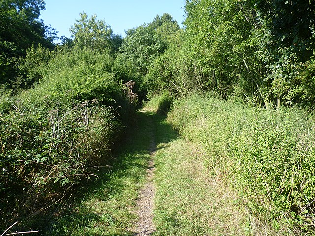 The Forest, Ashtead Common