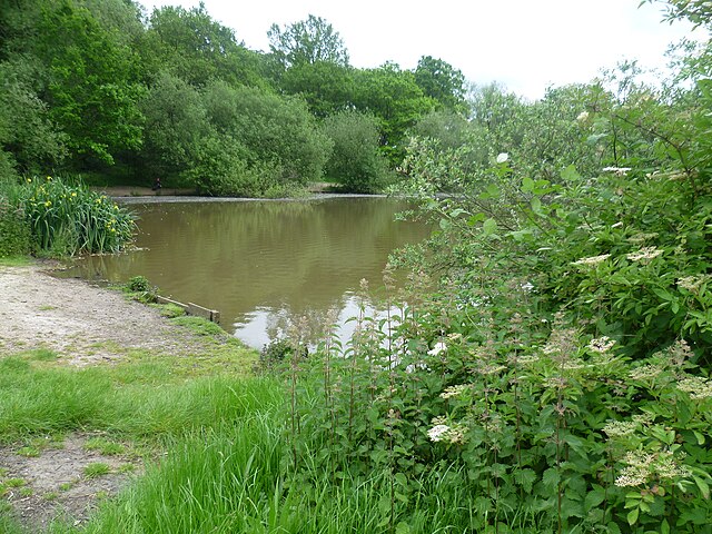 Stew Pond, Epsom Common