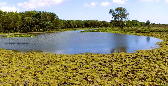 Long Pond near Burley