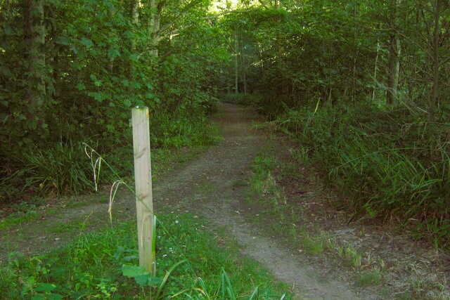 The path through Sharsted Wood