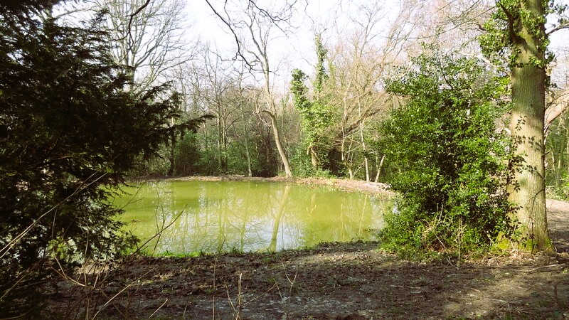 Pond in Bramley Bank Nature Reserve