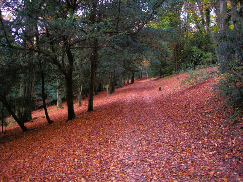 Devilsden Wood