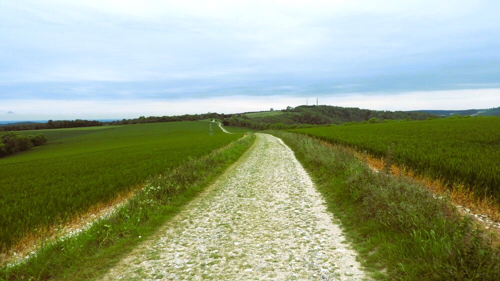 South Downs Way, Bignor Hill