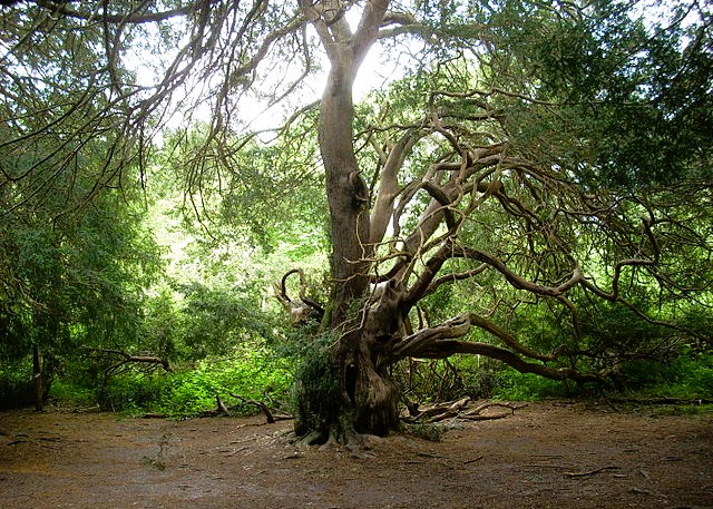 Ancient Yew Tree in Kingley Vale Nature Reserve