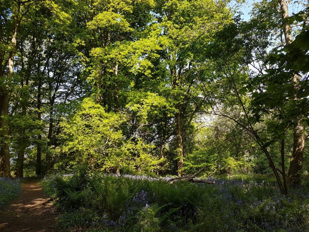 Fore Wood Nature Reserve