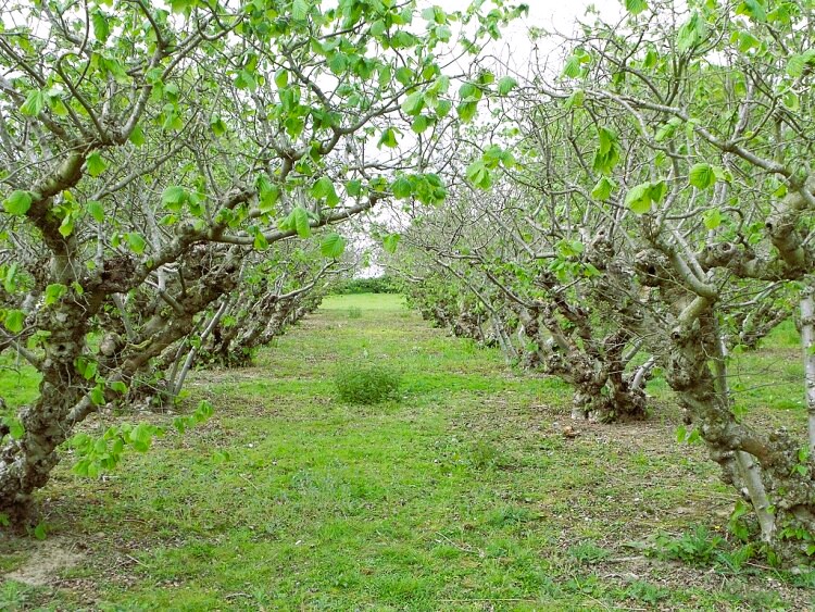 An orchard near Sutton Valence