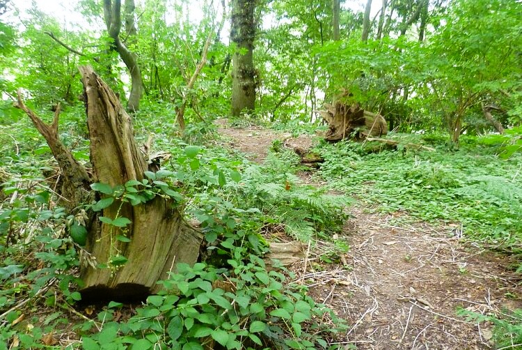 The path through Little Piper's Wood