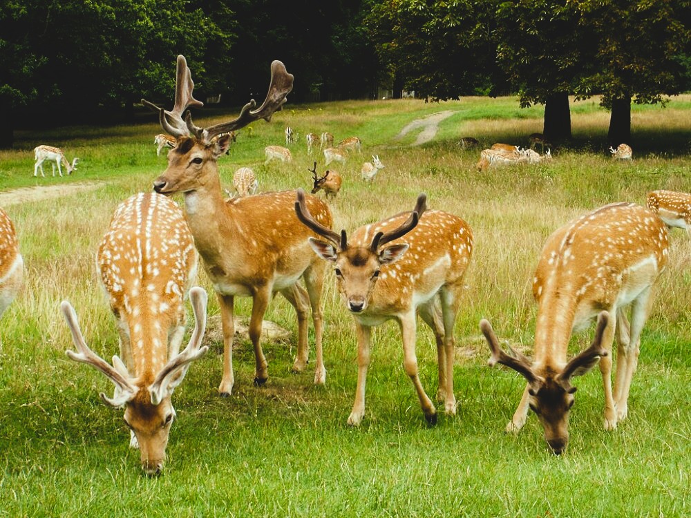 Deer grazing in Richmond Park