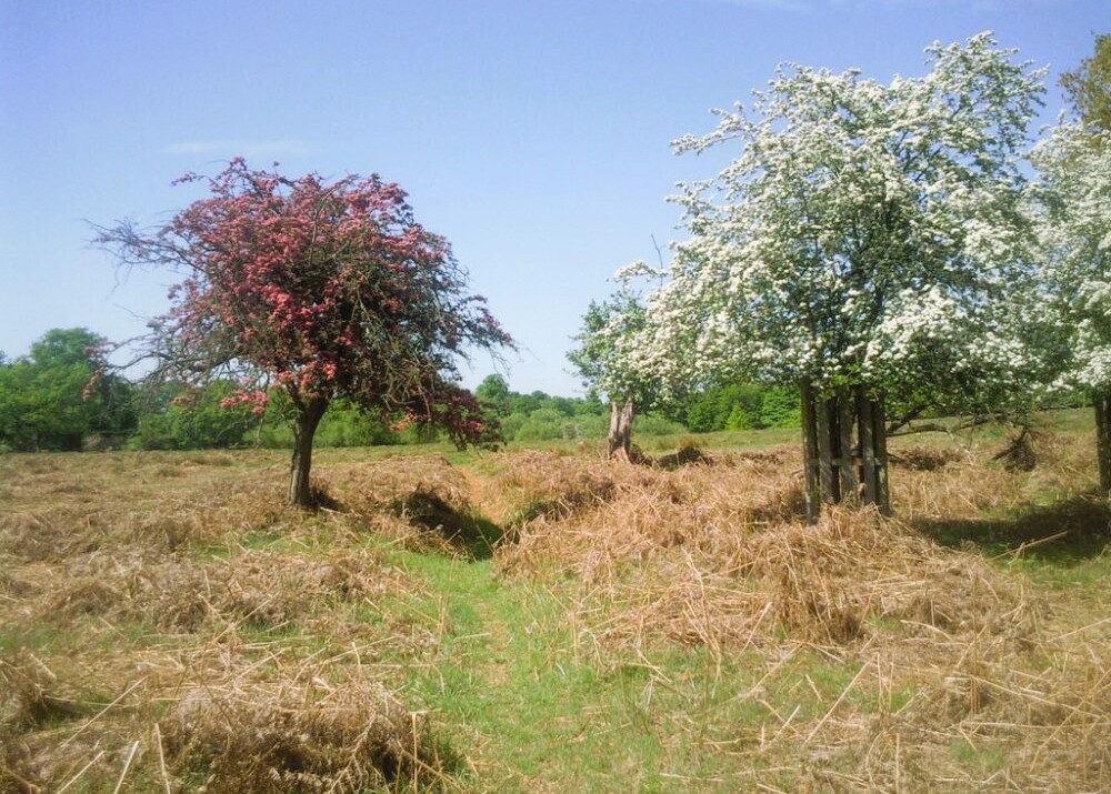 The Bog, Richmond Park