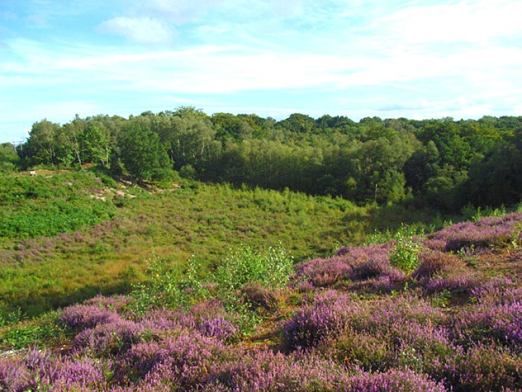 Heather blossom on Snelsmore Common