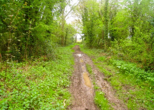 Following the Oxdrove Way