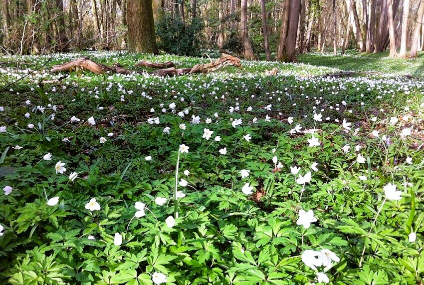 Coppice Wood in Spring