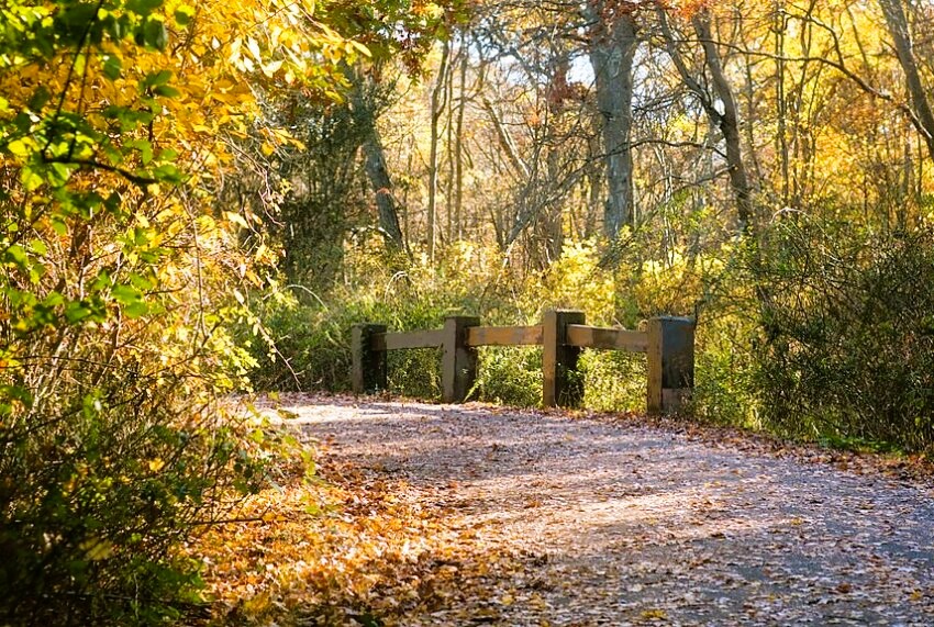 Five Hundred Acre Wood in Autumn