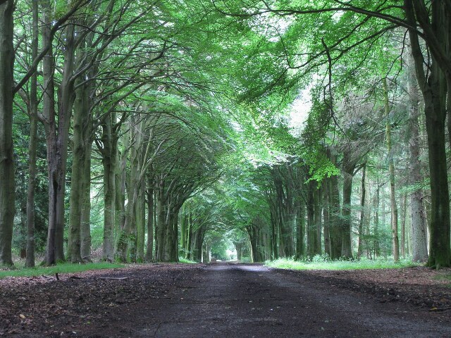 Avenue in Grovely Wood