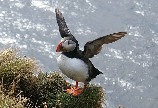 Puffin on Lundy Island