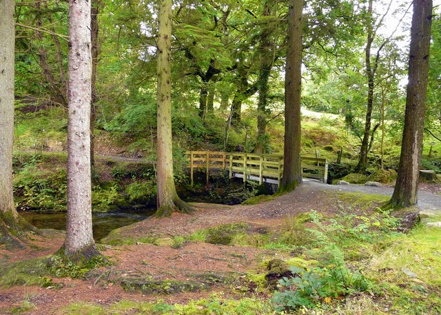 Coed-y-Brenin forest track