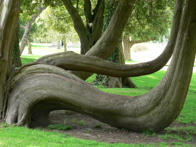 Welsh Tree of the Year, 2020