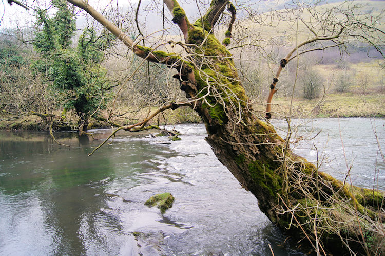 Trees overhanging the meandering river