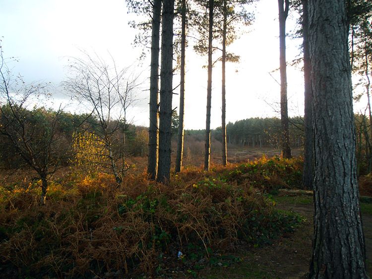 Delamere Forest