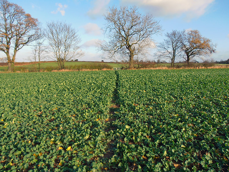 Walking to Tarvin through a field of crops