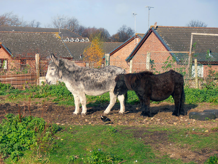 Friendly faces beside the Shropshire Union Canal