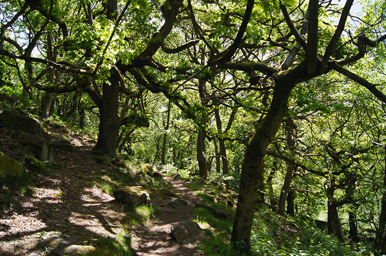 Woodland at Jack Flat