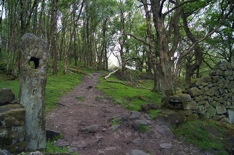 Woodland below Gardom's Edge