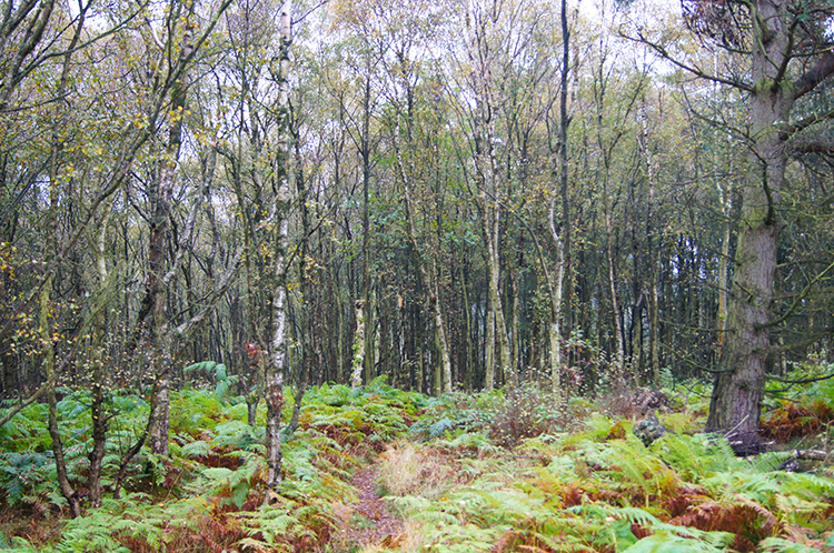 Wyming Brook Nature Reserve