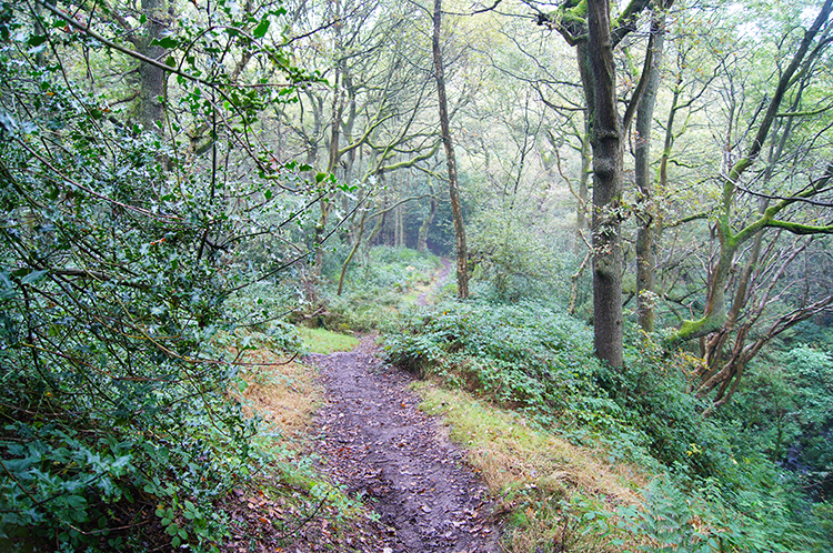 Woodland walk leading to the river