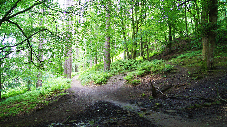 Forest track from Fairholmes Visitor Centre