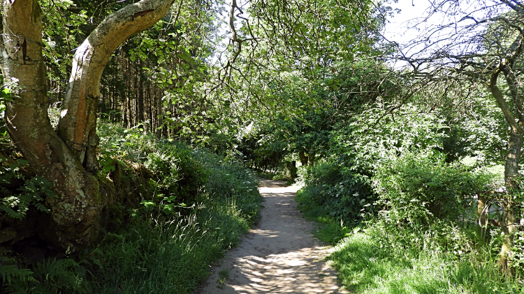 Trail through Forest Wood