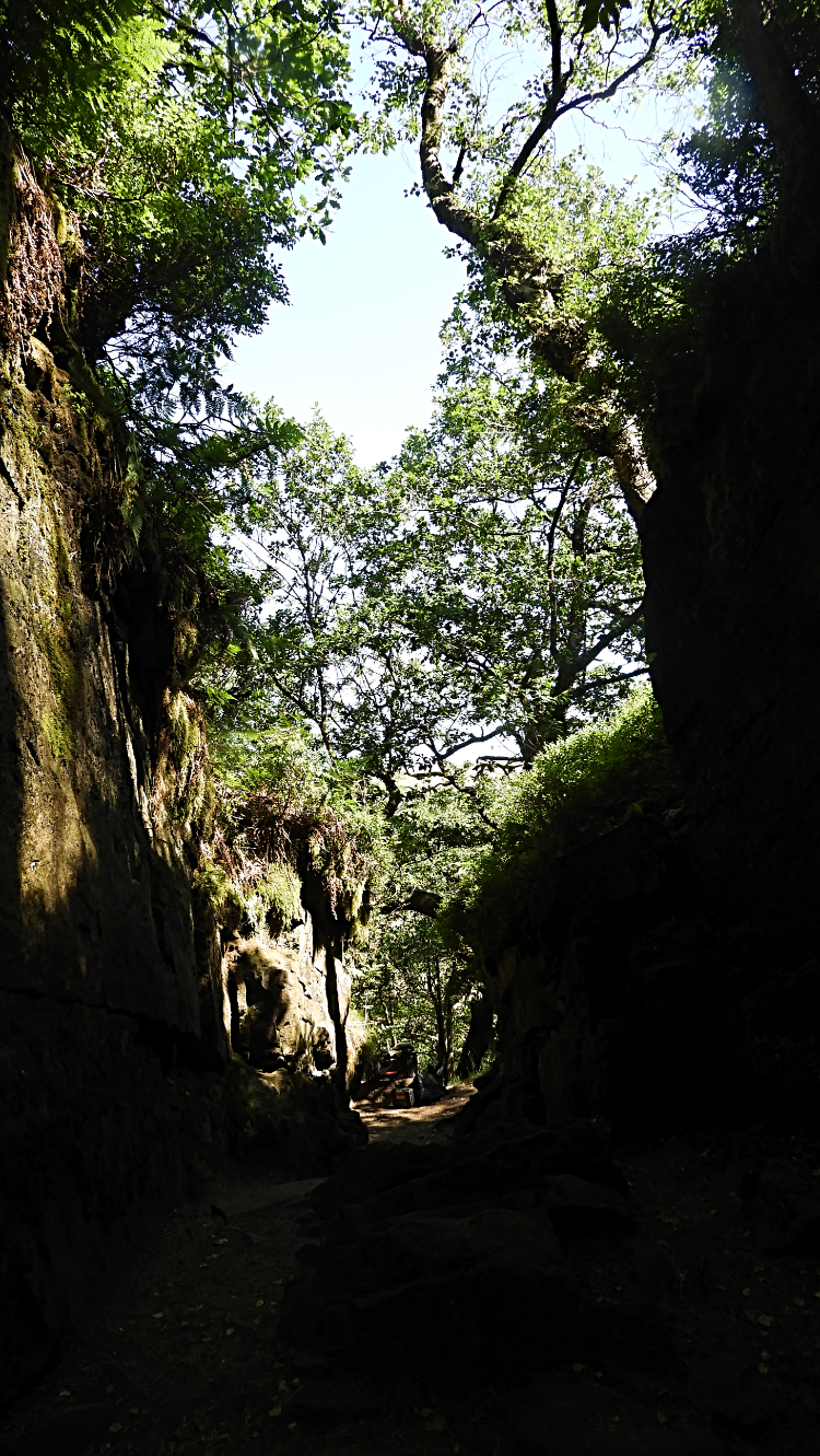 Looking out from Lud's Church