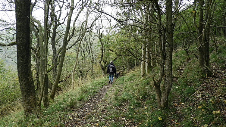 Upper Taylor's Wood