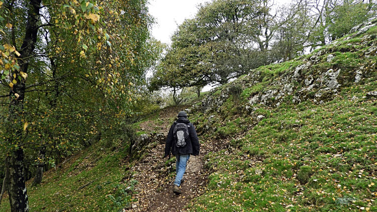 Dovedale Wood