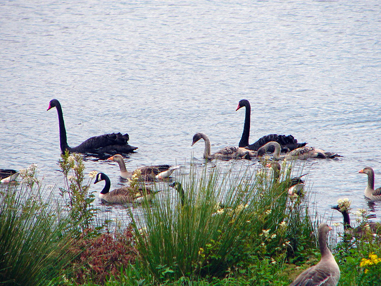 Swans and Geese on Glenkiln Reservoir