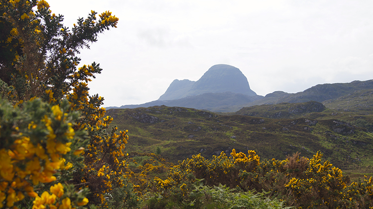 The gorse blossom with scent of Vanilla