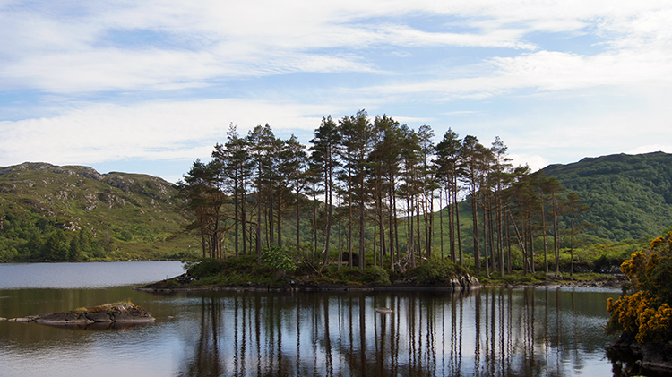 Island of firs on Loch Druim Suardalain