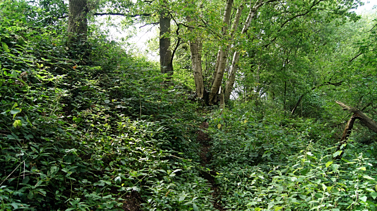 The disused Ellesmere to Whitchurch railway track