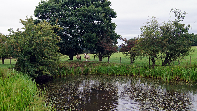 Dew Pond on Ebury Hill