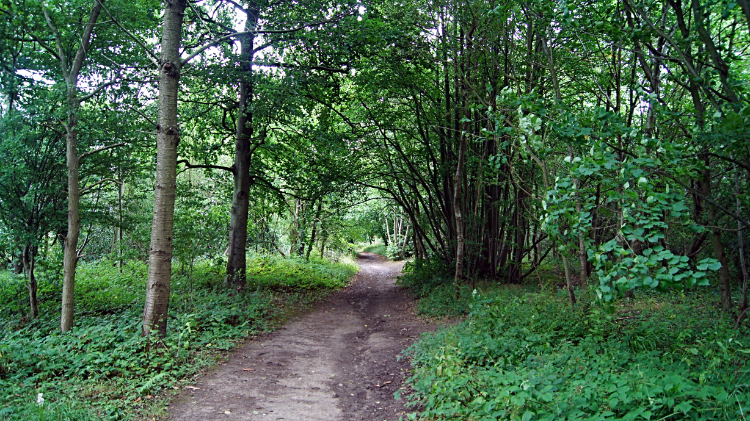 Haughmond Hill Forest