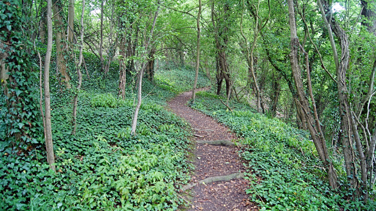Woodland track parallel to Buildwas Road