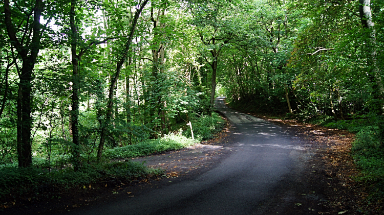 The road from Wyke through Audience Wood