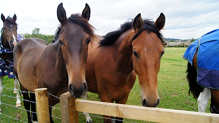 Friendly horses near Colebatch