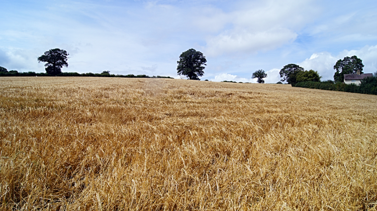 Wheat fields on the way to Onibury Bridge