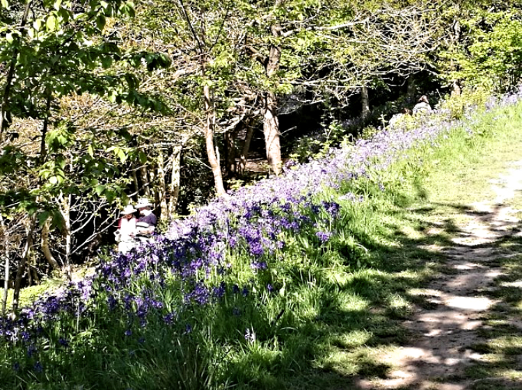 Bluebell Wood at Emmetts